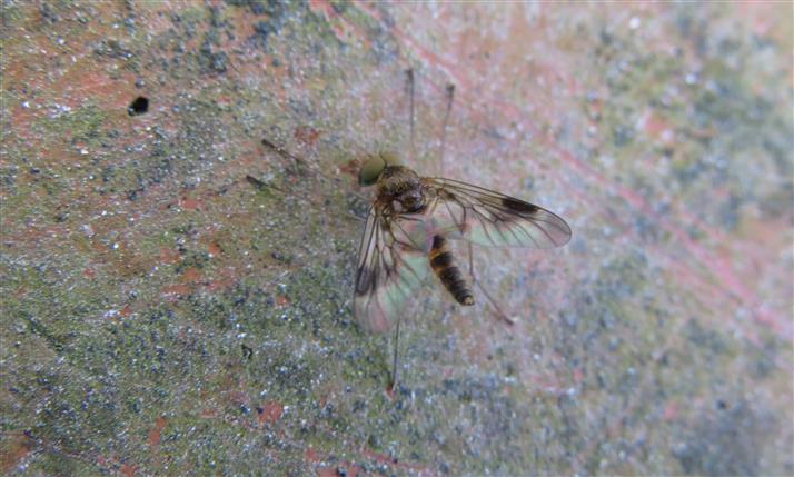 Chrysopilus sp. , maschio